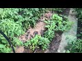Что творится с моими томатами?! Юлия Миняева: Обзор моего огорода в начале июля. часть 2.