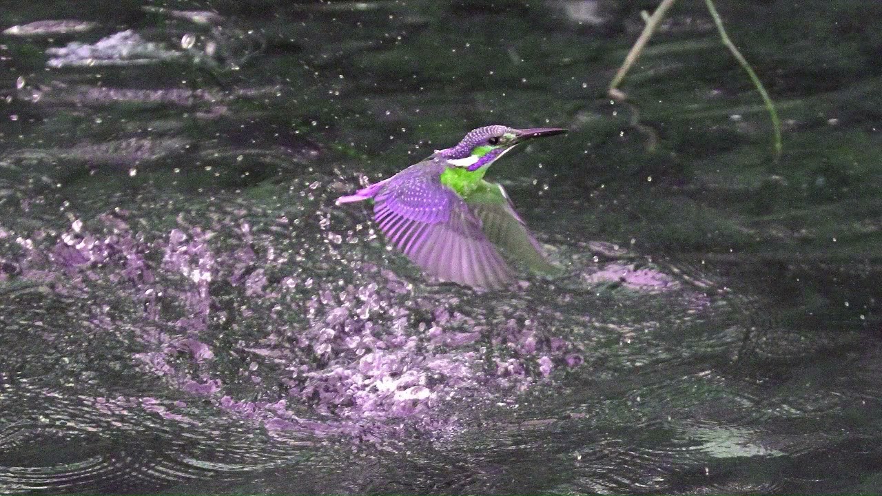 3980#カワセミ写真No026（110130_IMG_2519_1920）#カラーシフト