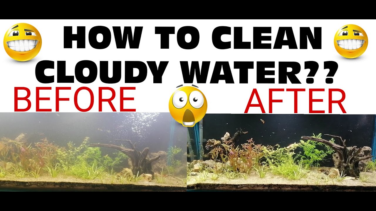 How to clean Cloudy water of Planted Aquarium?Cleaning and Water change of the planted