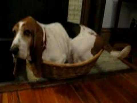 teacup basset hound puppies teacup basset hound www pixshark images galleries with a bite teacup basset hound puppies teacup basset hound www pixshark images galleries with a bite