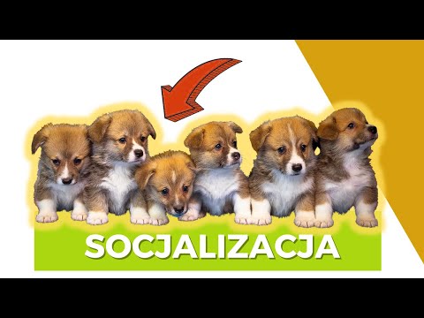 Wideo: Co Się Dzieje Po Etapie Socjalizacji Szczeniąt – Socjalizacja Szczeniąt?