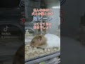 実はハムスターにもあります！犬や猫とかでバズってるアレ