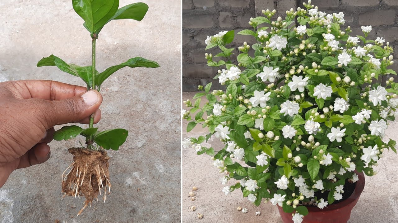 How To Grow Mogra Jasmine Plant From Cuttings | Mogra | Jasmine - YouTube