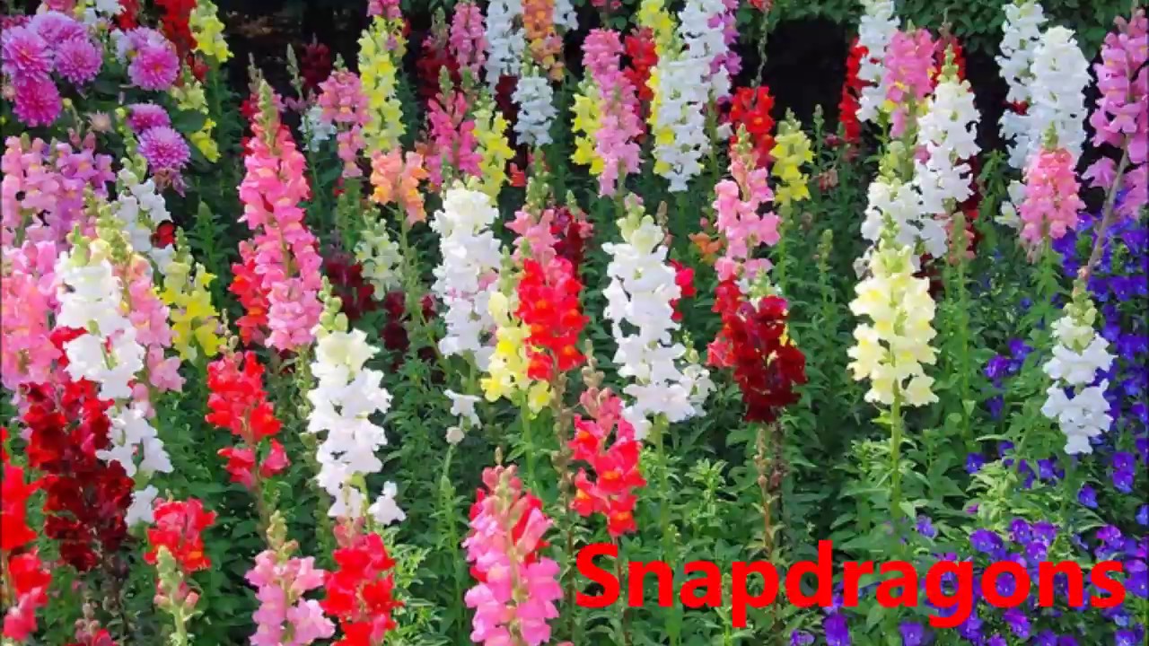 Sowing snapdragon seeds YouTube