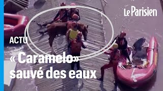 « Caramelo», le cheval bloqué sur un toit au Brésil à cause des inondations a été sauvé