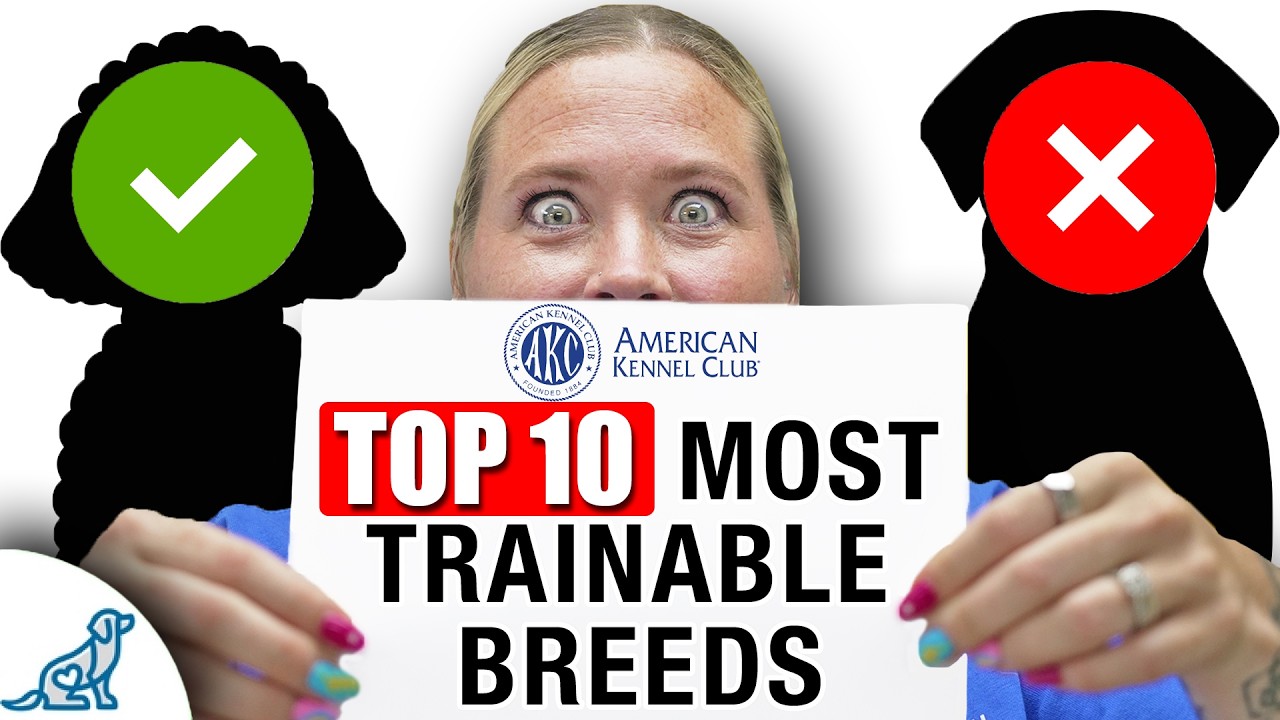 Top 10 Most Trainable Dog Breeds (For New Dog Owners) - YouTube