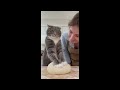 FUNNY CAT VIDEO 😂😂😂😂cat #catvideos #catvideos