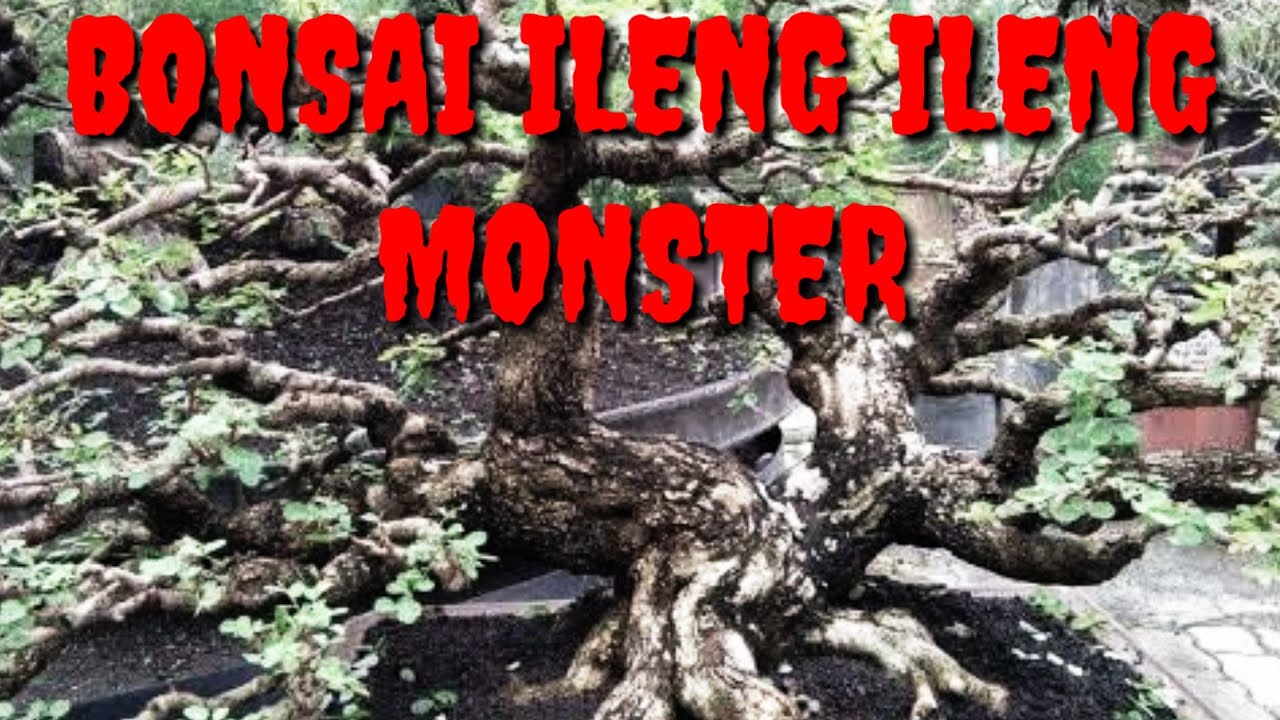 Bonsai Ileng Ileng Juara Youtube