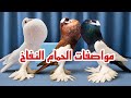 مواصفات الحمام النفاخ سلسلة تربية الحمام النفاخ ومعلومات عن الحمام