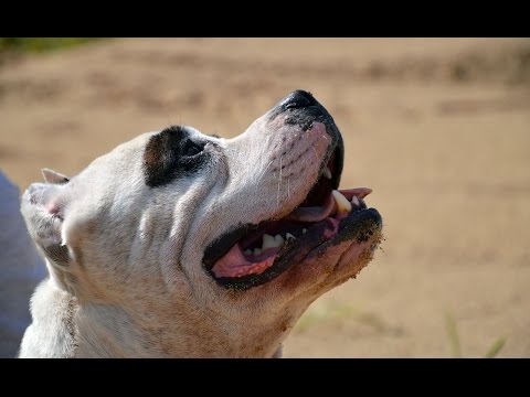 Видео: Гаригийн нууцууд: Стаффа арал