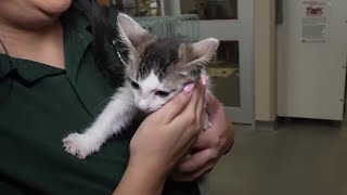 August is clear the shelters month