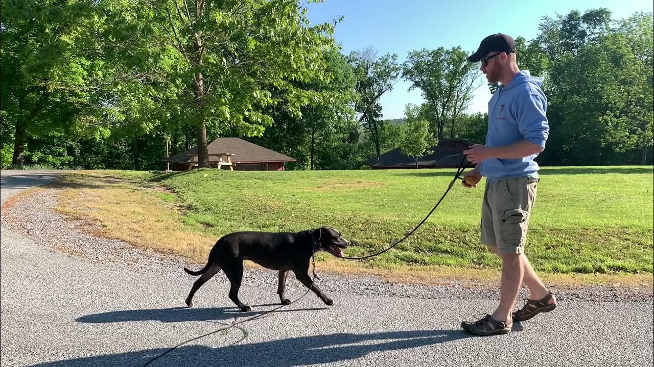 Railroad Tracks Protocol How to Teach a Follow Mentality and turn into