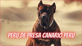 Most dangerous dog in the World (Peru de Presa Canario peru) strong dog videos compilation 2021 by Universe Unique Animals 424 views 2 years ago 4 minutes, 27 seconds