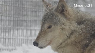 吹雪の中のオオカミたち~Wolf Pack in the snowstorm