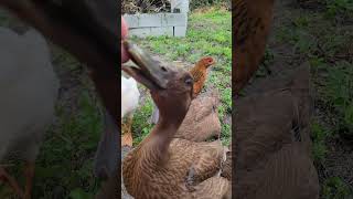 Cute Duck Wants Peas .