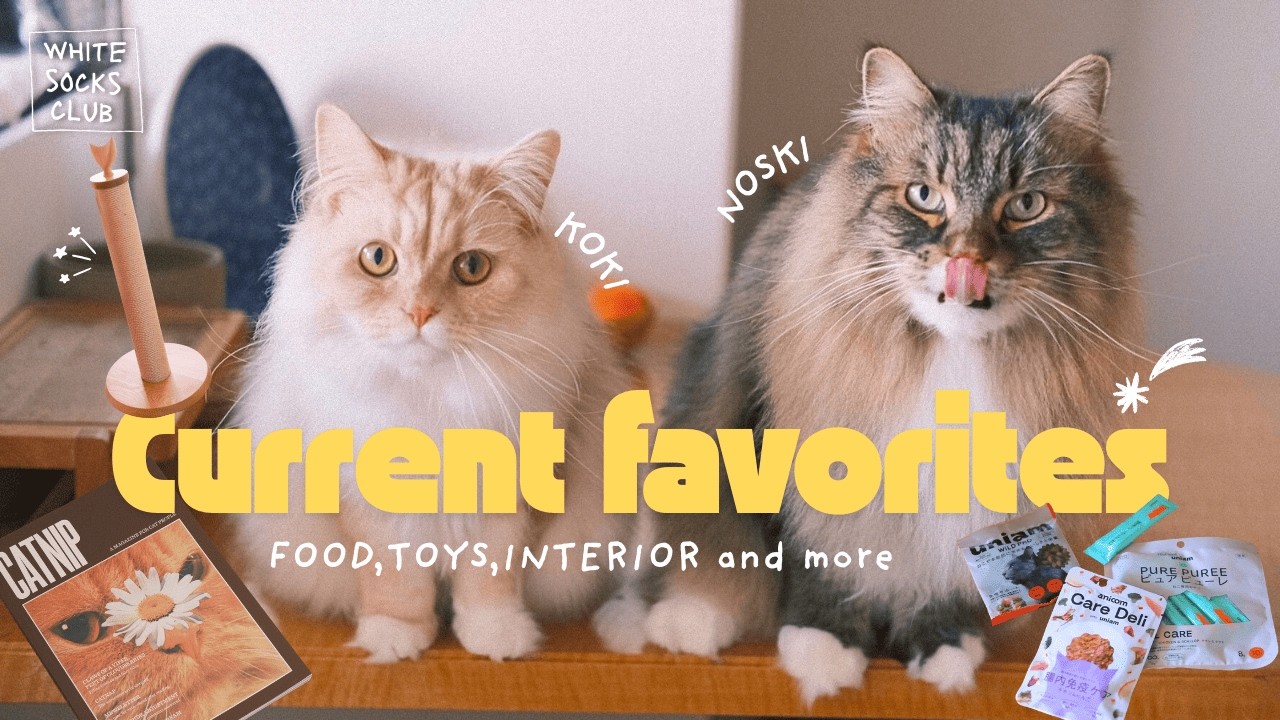 猫たちのリアル愛用品まとめ/ごはん/猫とインテリア