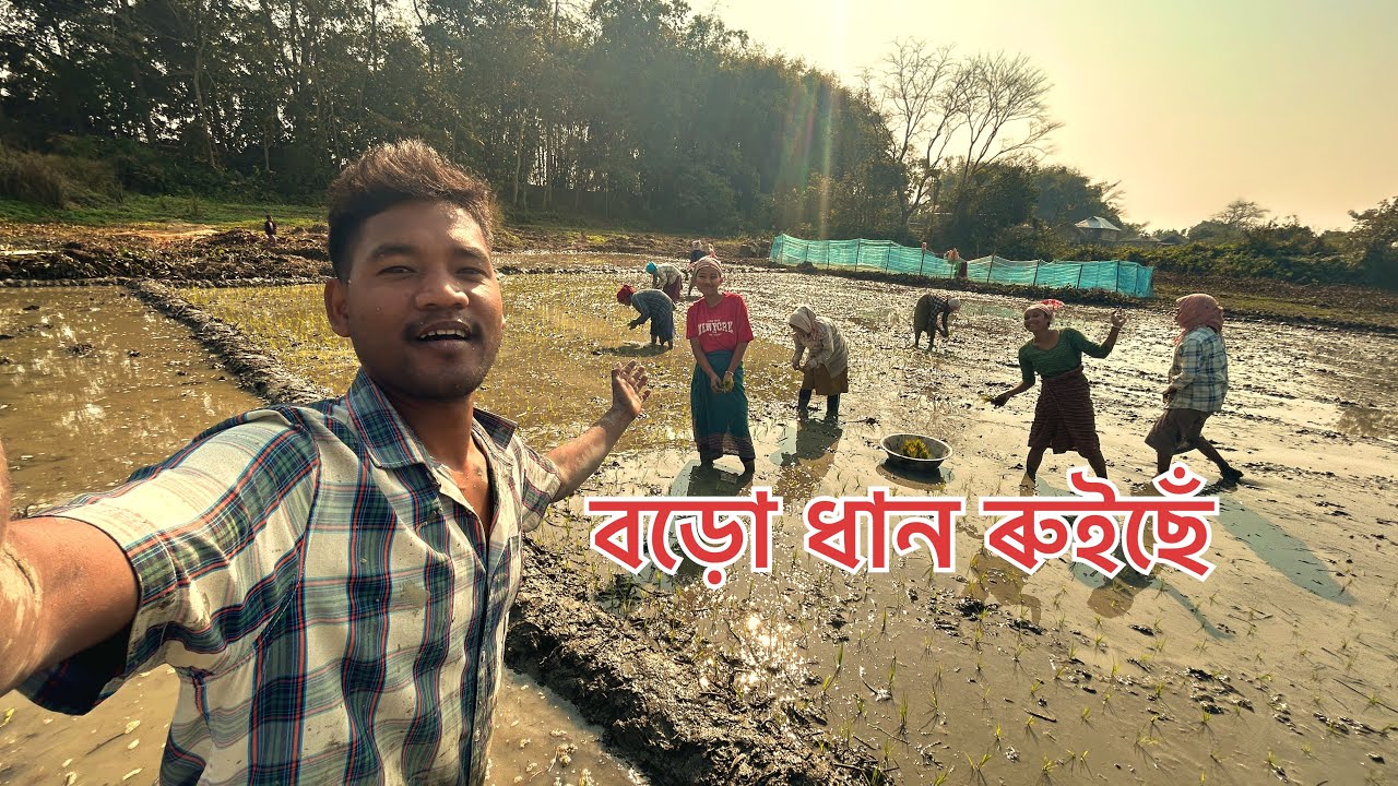 বড়ো ধান ৰুইছোঁ guys/আজি পথাৰত/Tayung Ao