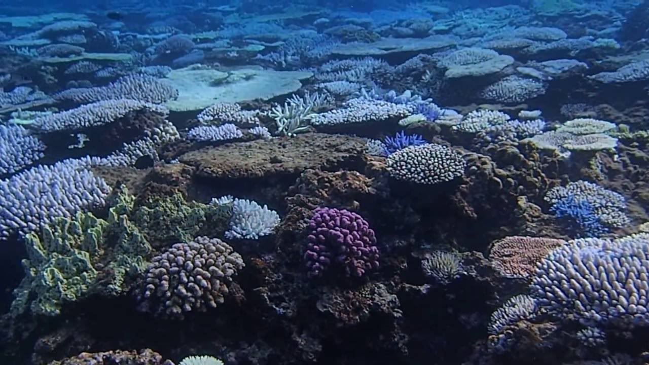 16 8 沖縄 水納島サンゴの白化 Youtube