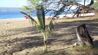 Young Coconut palm growing in the sand at Big Beach , Maui