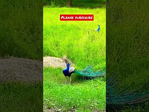 #peacocklove #peacock #peacockdance #birdwatching #indianbirds #amazingbird #telugushorts #shorts