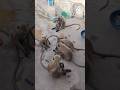 Monkey video #trandingshorts #funny #cartton #shortvideo #comedy