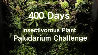 400 Days Of Carnivorous Plant Paludarium Production Growth Process