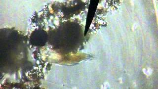 Stichotrich Crawling With Cirri