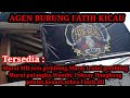 Update Stok Murai Di Fatih Kicau Agen Burung Mp3 - Mp4 Download