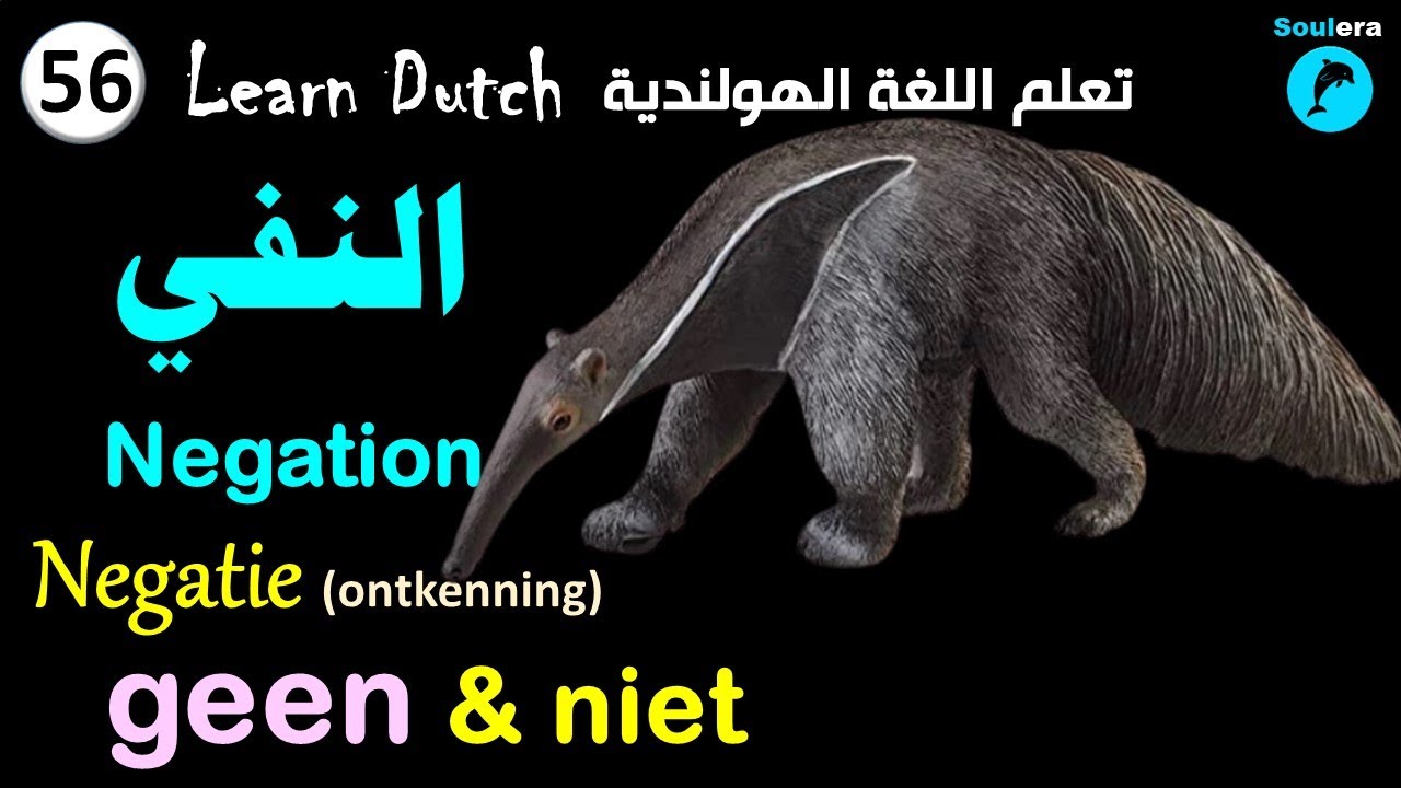 د86- خطوة 56: أدوات النفي في اللغة الهولندية - الجزء الأول 🐬
