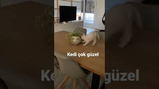 Kedi Çok Güzel D