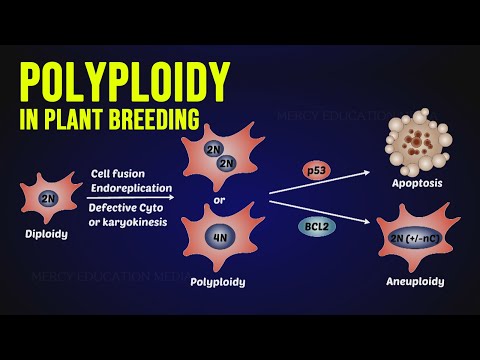 Video: Polyploids: Txais Thiab Siv Colchicine Hauv Tsev