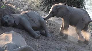 These playful baby elephants will put a smile on your face!