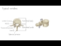 Cervical Vertebrae Anatomy