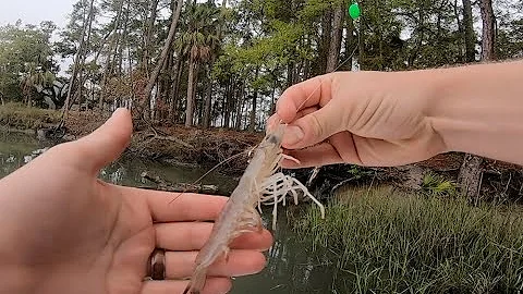 How to Catch Redfish [Red Drum] Using Live Shrimp
