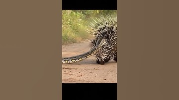 Sneaky Python Attacks a Porcupine... And Instantly Regrets It! 😱 “BITES BACK WITH SPIKES” #Porcupine