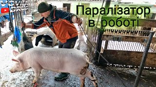 Забій свині паралізатором. Обзор паралізатора