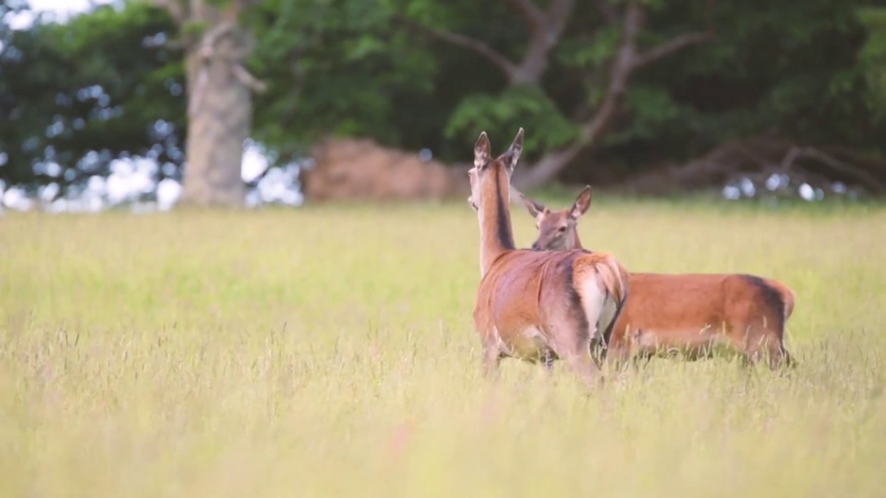 The Brehon set amidst Killarney's breathtaking landscape