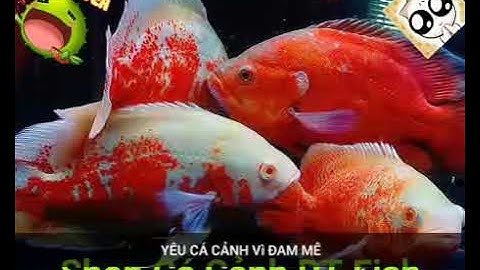 *Shop Cá Cảnh PT Fish:cá nàng hai LH: 078635619