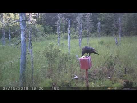 CLUB-MONADIRE.GE - კანადური ყორანი.