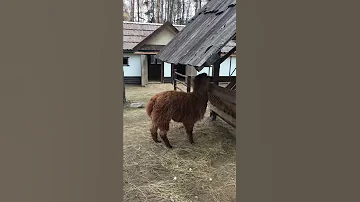 ЛАМА или АЛЬПАКА? Непонятный зверь