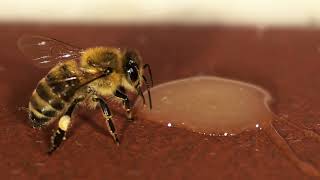 Geschwächte Biene Retten | Save A Weakened Bee  ♥️🐝♥️