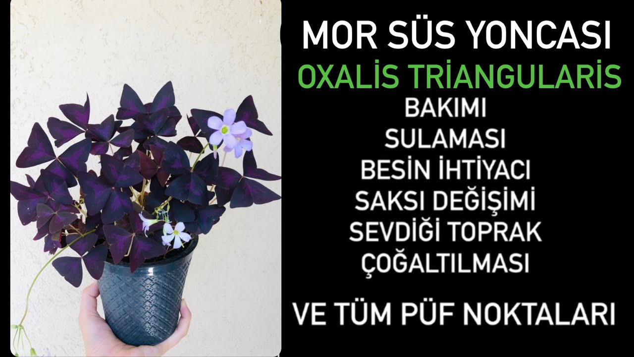 Mor süs yoncası (Oxalis triangularis) bakımına dair her şey..