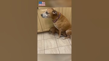 Thumbnail of #cat #dog #us #usa #funny #happycats #catmemes #music #sheep #Horse #pets