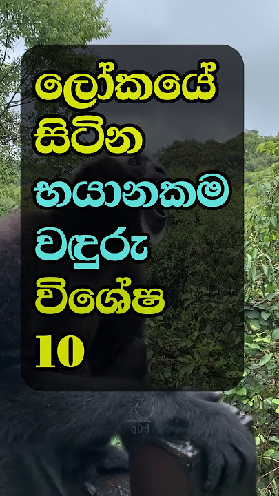 ලෝකයේ සිටින භයානකම වඳුරු විශේෂ 10 🐒🌍 | Top 10 Most Dangerous Monkeys in the World |