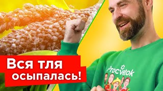 ОТ ТЛИ ПОМОГЛО МГНОВЕННО! Самые эффективные препараты от тли, а также рабочие народные способы