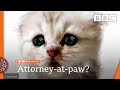 Lawyer gets stuck with cat filter 🔴 @BBC News live - BBC