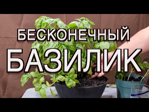 Видео: Как выращивать орхидеи на открытом воздухе: 11 шагов (с иллюстрациями)