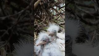 Baby birds in nests invaded #nest #birds #birdsong #wildlife #nature #birdmom #birdwatch #birdlove