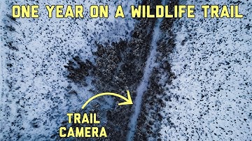 We Left a Camera on a Trail in the Woods FOR A YEAR Heres what happened! (Trail Camera)