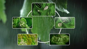 See how Grape Downy Mildew develops
